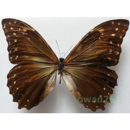 Morpho telemachus (Linnaeus, 1758) Brazil 142mm3d